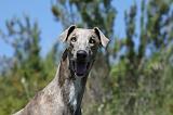 GREYHOUND 081